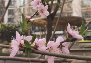 南京春季写真,南京春季写真掠影